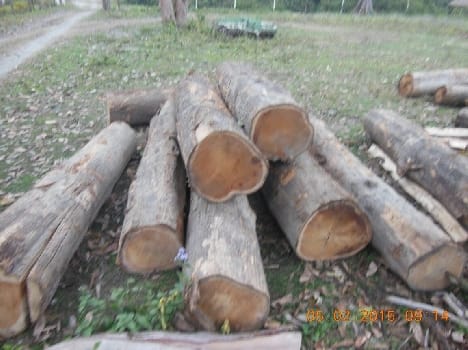Between smugglers and forest personnel firing